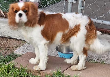 Cavalier King Charles Spaniel for sale by JALCAVJAY