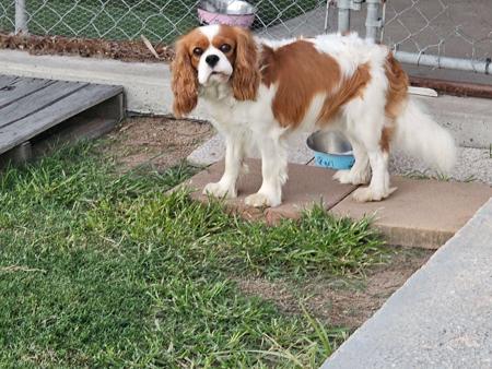 Cavalier King Charles Spaniel for sale by JALCAVJAY