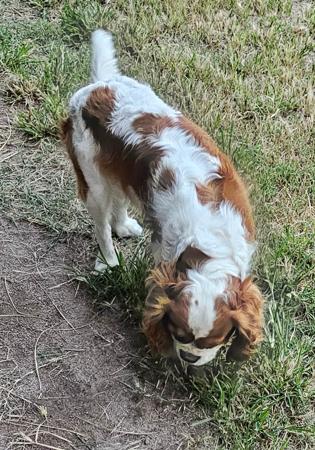 Cavalier King Charles Spaniel puppy for sale by JALCAVJAY