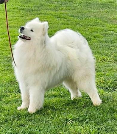 Samoyed for sale by ALASKAMAL