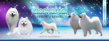 Samoyed for sale by ALASKAMAL