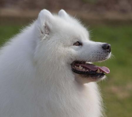 Samoyed for sale by ALASKAMAL