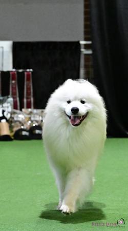 Samoyed for sale by ALASKAMAL
