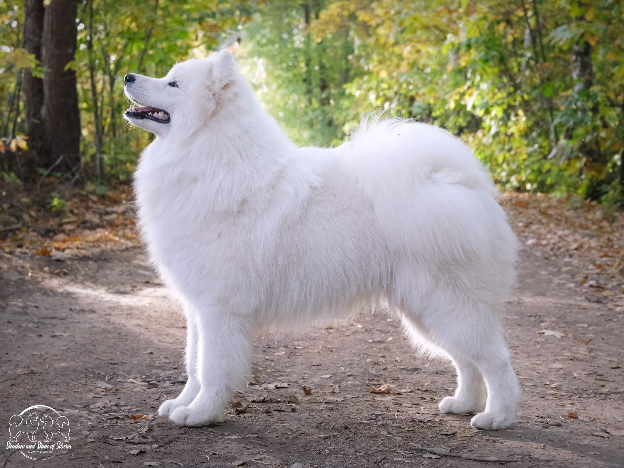 Samoyed Front CH Pol Jr Tornado Shadow and Shine of Siberia (FCI) ( Imp Poland ...