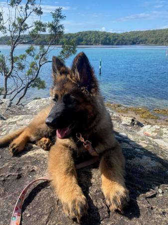 German Shepherd Dog (Long Stock Coat) for sale by ARBEITEN