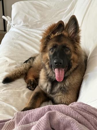 German Shepherd Dog (Long Stock Coat) for sale by ARBEITEN