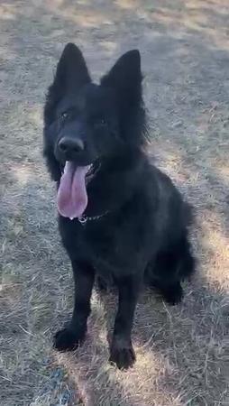 German Shepherd Dog (Long Stock Coat) for sale by ARBEITEN