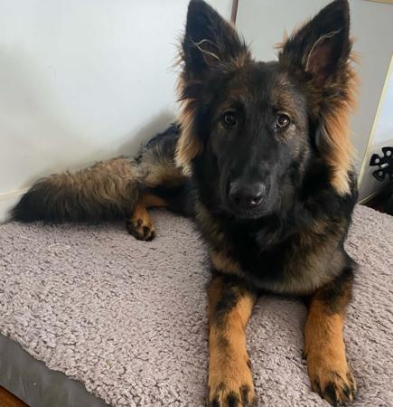 German Shepherd Dog (Long Stock Coat) for sale by ARBEITEN