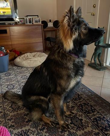 German Shepherd Dog (Long Stock Coat) for sale by ARBEITEN