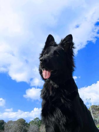 German Shepherd Dog (Long Stock Coat) for sale by ARBEITEN