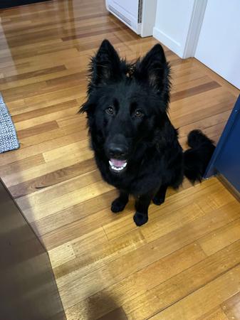 German Shepherd Dog (Long Stock Coat) for sale by ARBEITEN