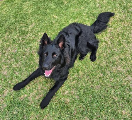 German Shepherd Dog (Long Stock Coat) for sale by ARBEITEN