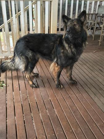 German Shepherd Dog (Long Stock Coat) for sale by ARBEITEN