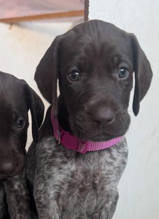 German Shorthaired Pointer puppy for sale by OPTIMUMGENUS