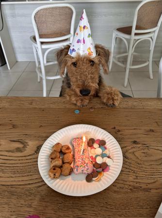 Airedale Terrier for sale by AVISHAIRE