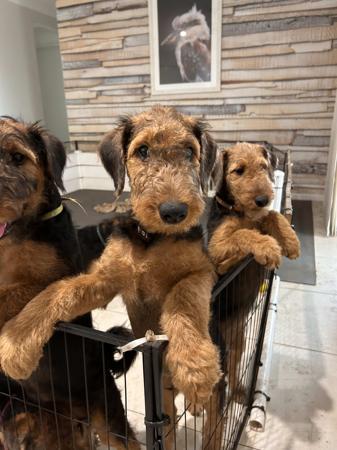 Airedale Terrier for sale by AVISHAIRE
