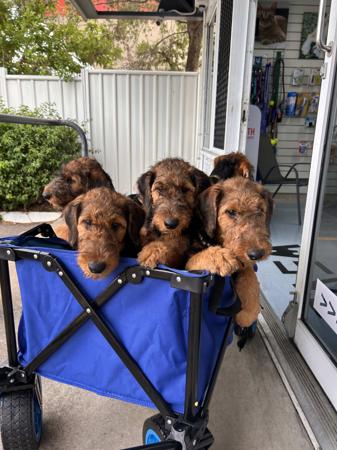 Airedale Terrier for sale by AVISHAIRE