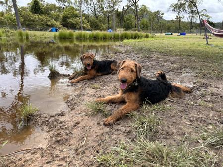 Airedale Terrier for sale by AVISHAIRE