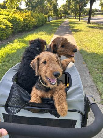 Airedale Terrier for sale by AVISHAIRE