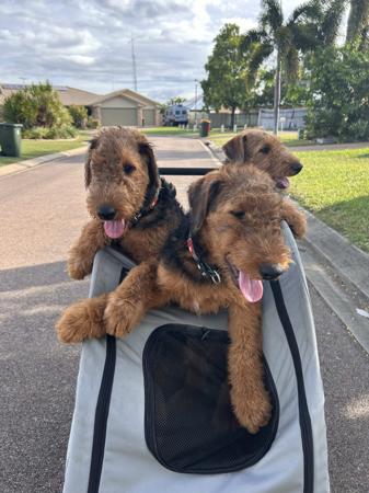 Airedale Terrier for sale by AVISHAIRE