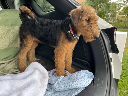Airedale Terrier for sale by AVISHAIRE