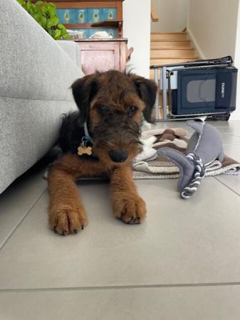 Airedale Terrier for sale by AVISHAIRE