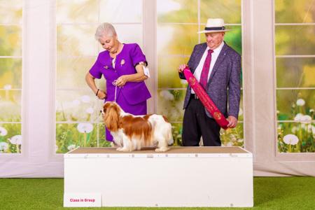 Aust Ch Swinabie Juz Mad About Saffron Cavalier King Charles Spaniel