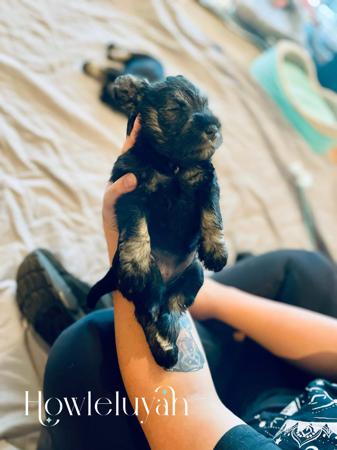Schnauzer (Miniature) for sale by HOWLELUYAH