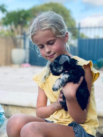 Schnauzer (Miniature) for sale by HOWLELUYAH