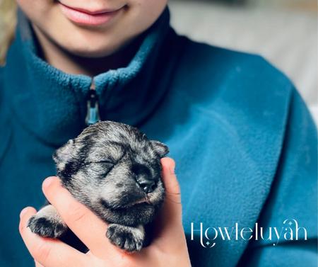 Schnauzer (Miniature) for sale by SDOOLEY