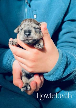 Schnauzer (Miniature) for sale by HOWLELUYAH