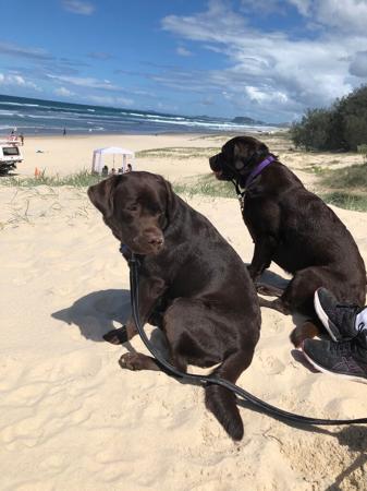 Labrador Retriever for sale by MONNYBROOK