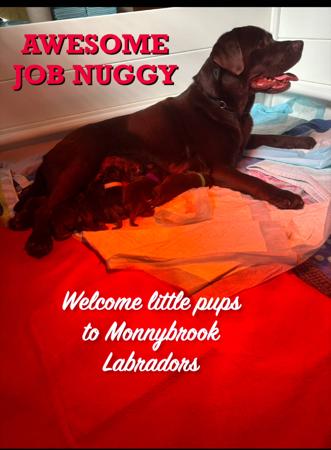 Labrador Retriever for sale by MONNYBROOK