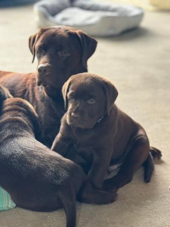 Labrador Retriever for sale by MONNYBROOK