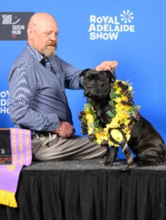 Staffordshire Bull Terrier for sale by TEGANSTAFF