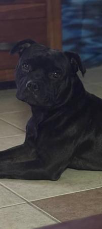 Staffordshire Bull Terrier for sale by TEGANSTAFF