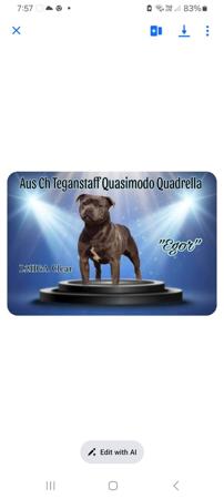 Staffordshire Bull Terrier for sale by TEGANSTAFF