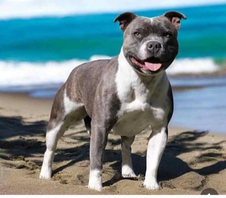 Staffordshire Bull Terrier for sale by TEGANSTAFF