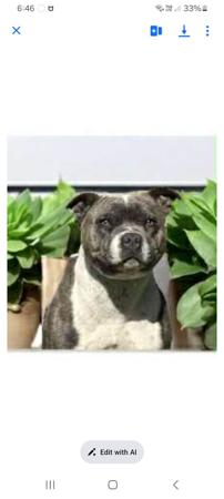Staffordshire Bull Terrier for sale by TEGANSTAFF