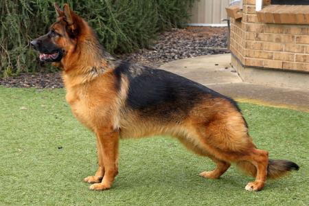 German Shepherd Dog puppy for sale by VONPETA