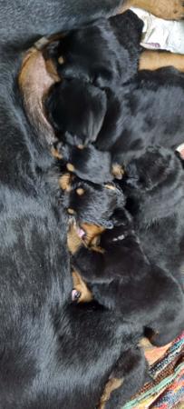 Rottweiler puppy for sale by MADHAUSROTTS