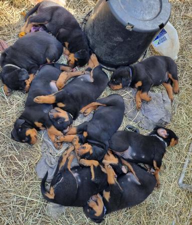 Rottweiler puppy for sale by MADHAUSROTTS