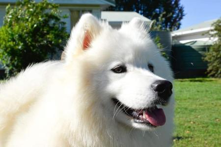 Samoyed for sale by OKELANI