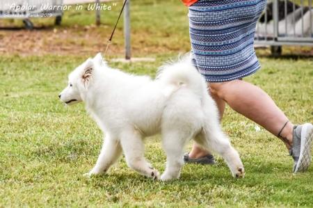 Samoyed for sale by OKELANI