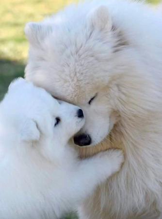 Samoyed for sale by MATISSEALASKAMAL