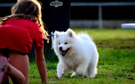 Samoyed for sale by OKELANI