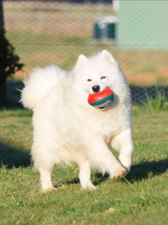 Samoyed for sale by OKELANI