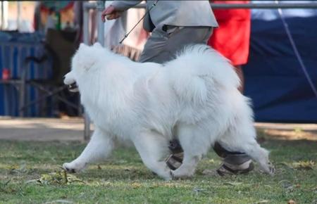 Samoyed for sale by OKELANI