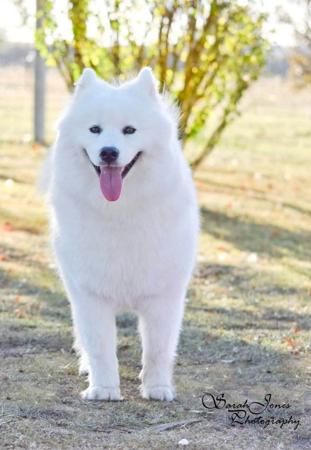 Samoyed for sale by OKELANI