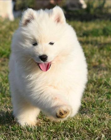 Samoyed for sale by OKELANI
